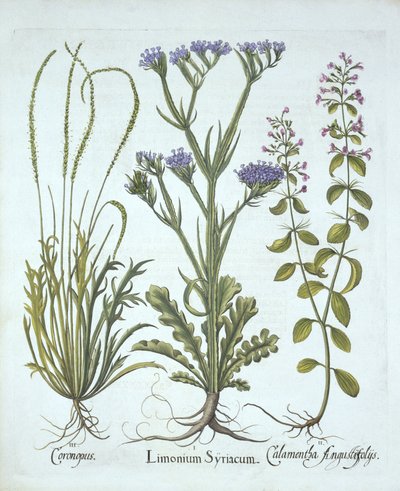 Sea Lavender, Swine Cress, Calamint, from Hortus Eystettensis by German School